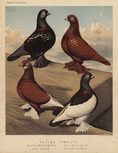 Güvercinler: Uçan Bardaklar, Kara Gül Kanadı, Kırmızı Gül Kanadı, Kırmızı Rozet, Kara Eyer (renkli lito) by J. W. (after) Ludlow