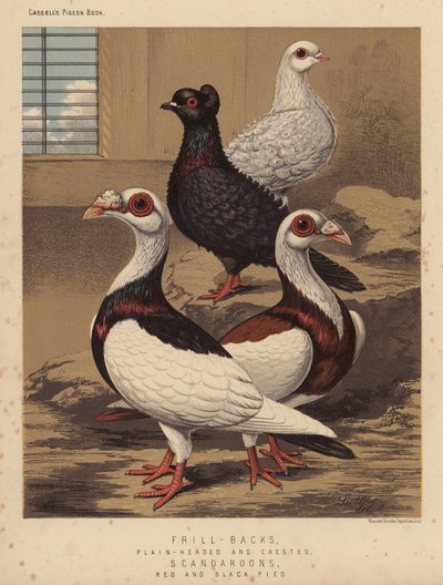 Güvercinler: Sırtlı, Düz Başlı ve Tepeli; Scandaroons, Red ve Black Pied (renkli taş) by J. W. (after) Ludlow