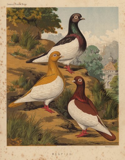 Güvercinler: Saksağan (renkli taş) by J. W. (after) Ludlow