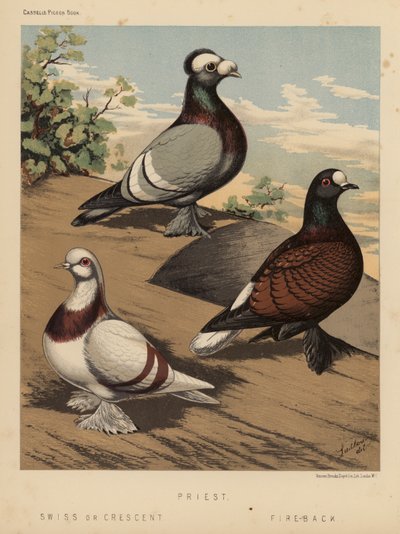 Güvercinler: Rahip; İsviçre veya Hilal; Fire-Back (renkli lito) by J. W. (after) Ludlow