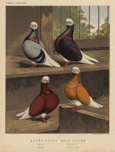Güvercinler: Kısa Yüzlü Kel Kafalar, Mavi, Siyah, Kırmızı, Sarı (renkli taş) by J. W. (after) Ludlow