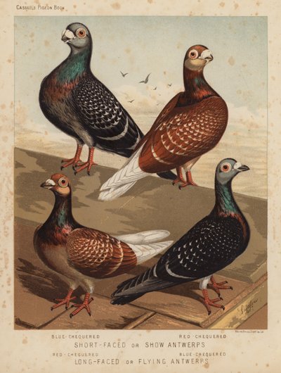 Güvercinler: Kısa Yüzlü veya Gösteri Anvers, Mavi Kareli, Kırmızı Kareli; Uzun Yüzlü veya Uçan Antwerps, Kırmızı Kareli, Mavi Kareli (renkli lito) by J. W. (after) Ludlow