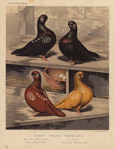 Güvercinler: Kısa Yüzlü Bardaklar, Siyah Benekli, Siyah, Kırmızı Benekli, Sarı Benekli (renkli lito) by J. W. (after) Ludlow