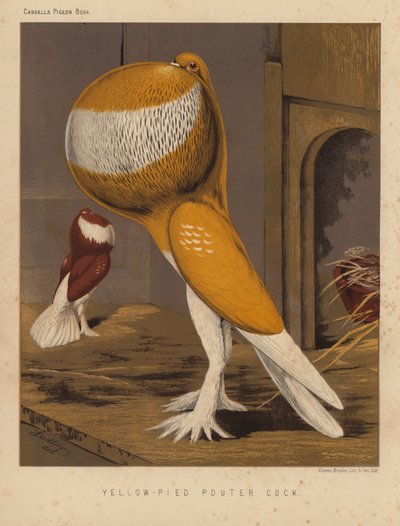 Güvercinler: Yellow-Pied Pouter Cock (renkli taş) by J. W. (after) Ludlow