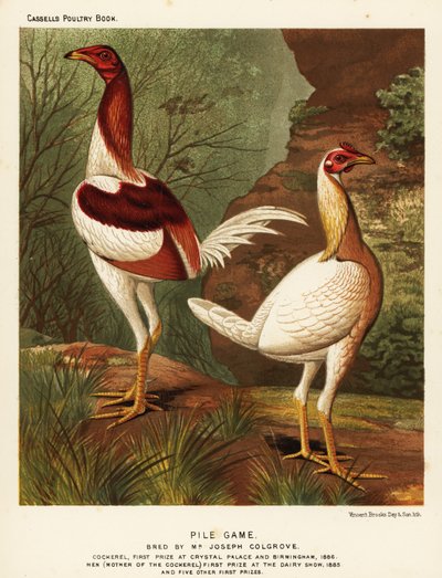 Kazık oyunu, horoz ve tavuk by J. W. (after) Ludlow