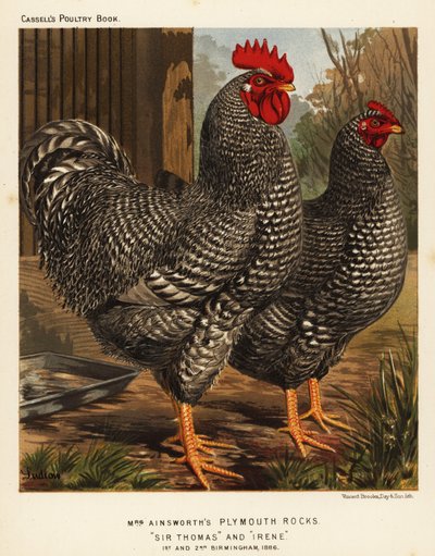 Plymouth Kayası tavukları by J. W. (after) Ludlow