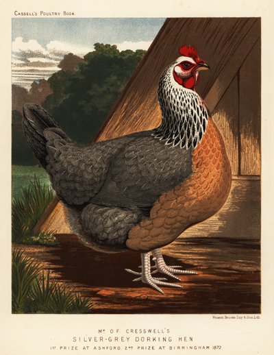 Gümüş-gri Dorking tavuğu by J. W. (after) Ludlow