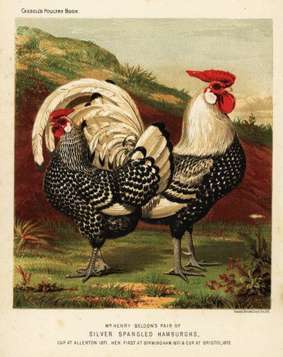 Gümüş benekli Hamburgh horoz ve tavuk by J. W. (after) Ludlow