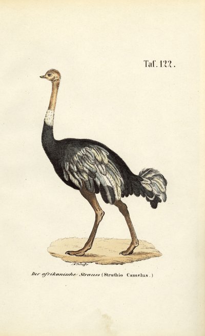  by J. W. Tenhaeff