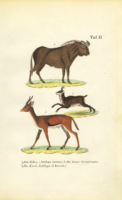  by J. W. Tenhaeff