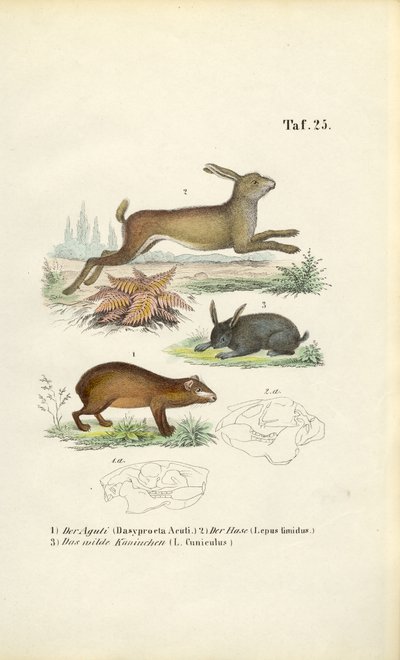  by J. W. Tenhaeff