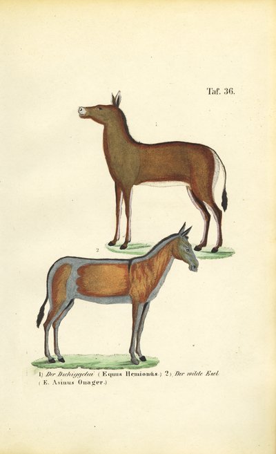  by J. W. Tenhaeff