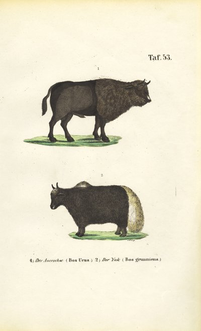  by J. W. Tenhaeff