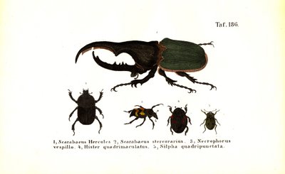 Scarabaeidae ve Silphidae familyalarına ait böcekler by J. W. Tenhaeff