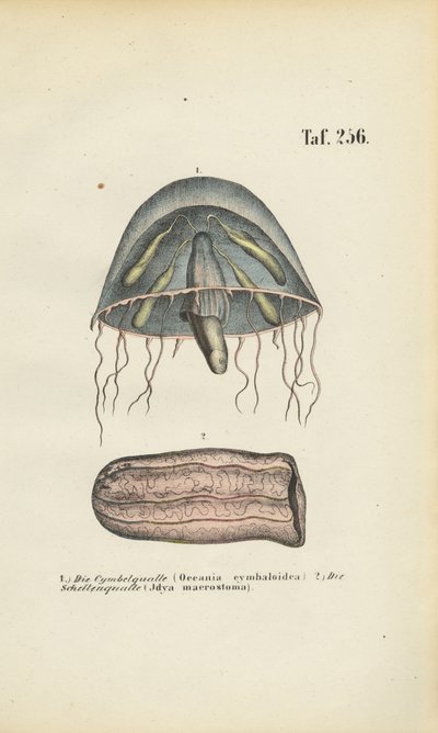  by J. W. Tenhaeff
