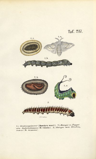  by J. W. Tenhaeff