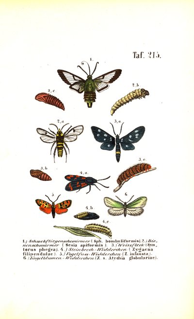  by J. W. Tenhaeff