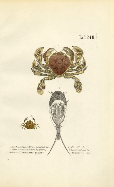Kabuklular ve Kurbağa Yavrusu Karidesleri by J. W. Tenhaeff