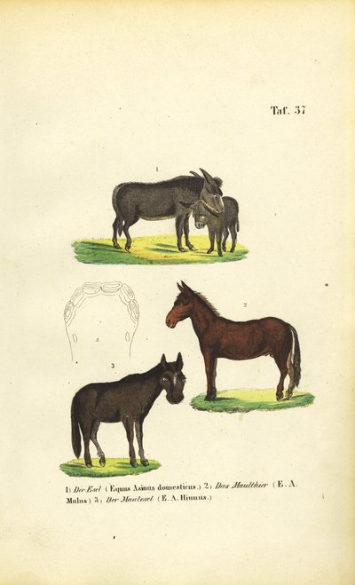  by J. W. Tenhaeff
