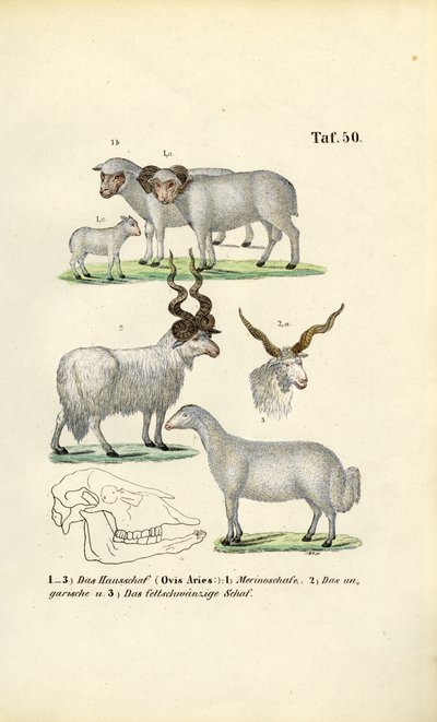  by J. W. Tenhaeff