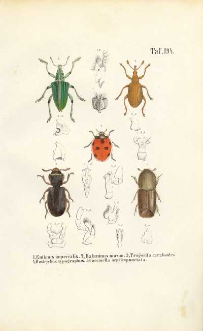 Ekonomik Açıdan Önemli Böcek Türleri by J. W. Tenhaeff