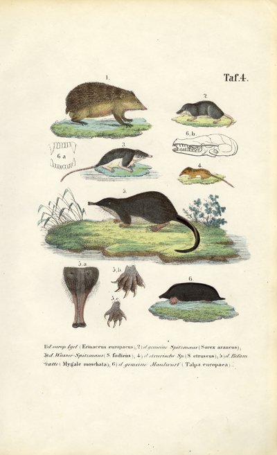  by J. W. Tenhaeff