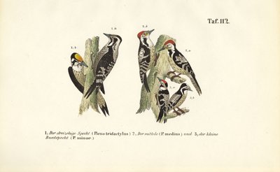  by J. W. Tenhaeff