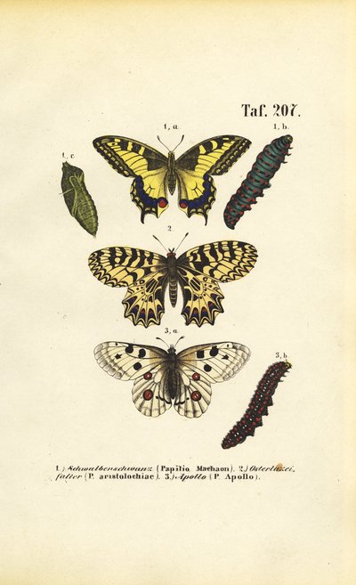 Tırtılları ve pupaları ile Avrupa kelebekleri by J. W. Tenhaeff