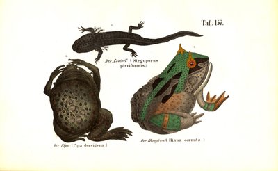  by J. W. Tenhaeff