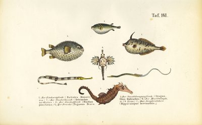Egzotik Deniz Balıkları ve Denizatı by J. W. Tenhaeff