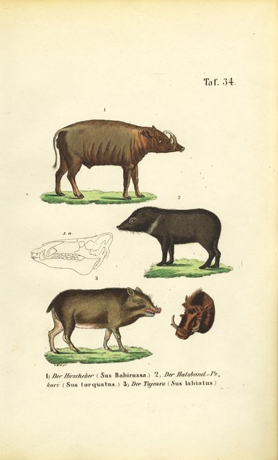  by J. W. Tenhaeff