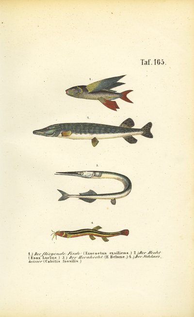  by J. W. Tenhaeff