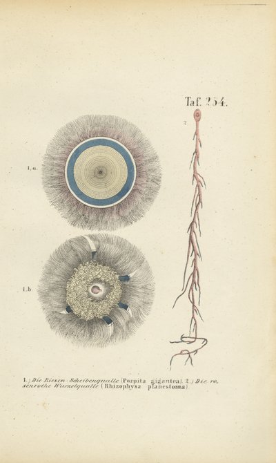 Dev Mavi Düğme ve Kırmızı Kök Denizanası by J. W. Tenhaeff