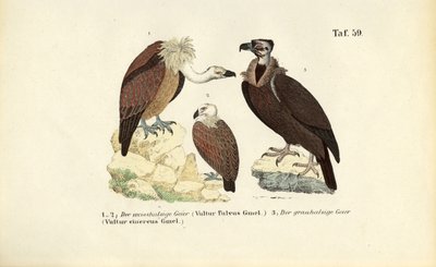  by J. W. Tenhaeff