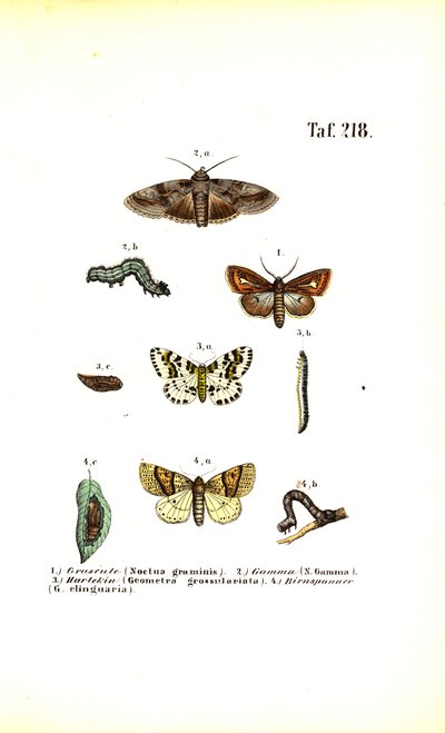  by J. W. Tenhaeff