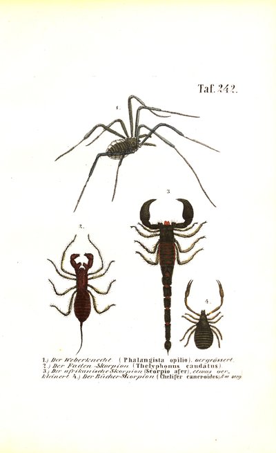 Harvestman ve Scorpions by J. W. Tenhaeff