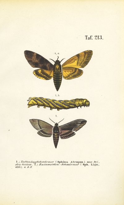 Sphingidae familyasından şahin güveler by J. W. Tenhaeff