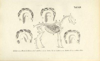 At Anatomisi: İskelet ve Diş Gelişimi by J. W. Tenhaeff