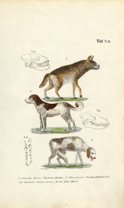 Sırtlan, Evcil Köpek ve Yaşlı Köpek kafatası illüstrasyonları ile by J. W. Tenhaeff
