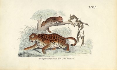  by J. W. Tenhaeff