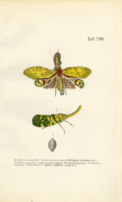  by J. W. Tenhaeff