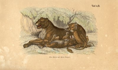  by J. W. Tenhaeff