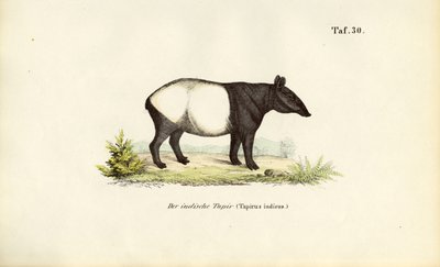 Malaya Tapiri by J. W. Tenhaeff