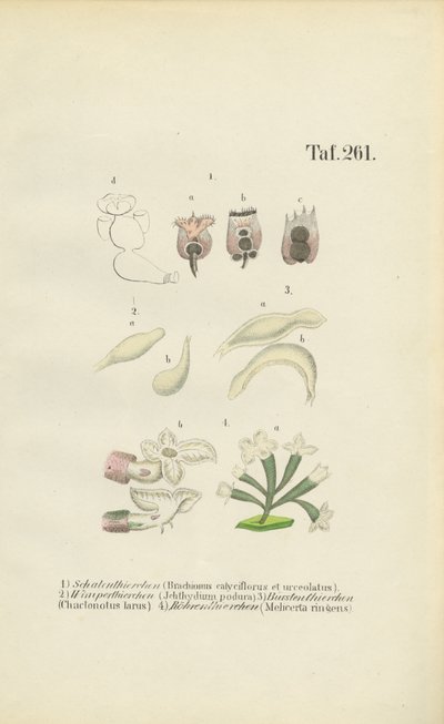  by J. W. Tenhaeff