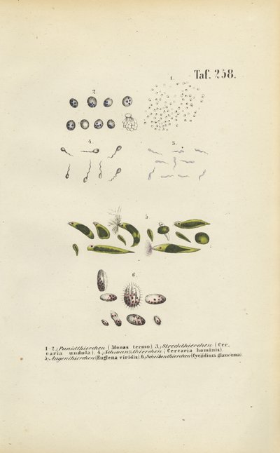  by J. W. Tenhaeff