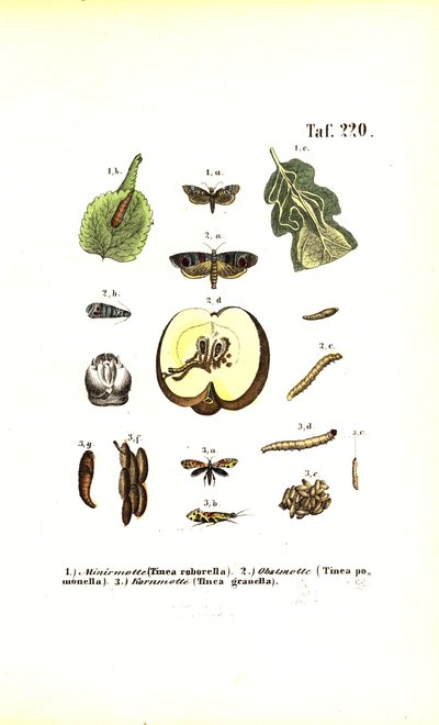  by J. W. Tenhaeff
