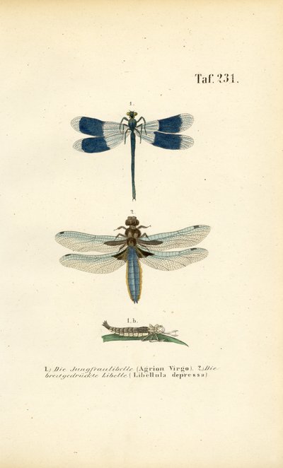  by J. W. Tenhaeff