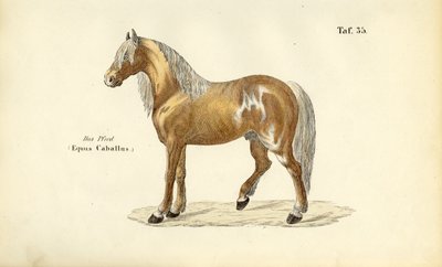  by J. W. Tenhaeff