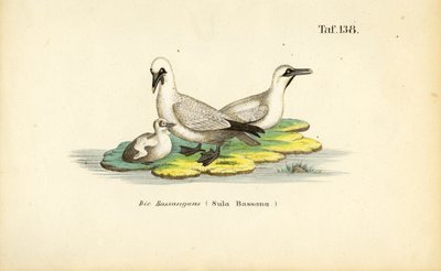 by J. W. Tenhaeff