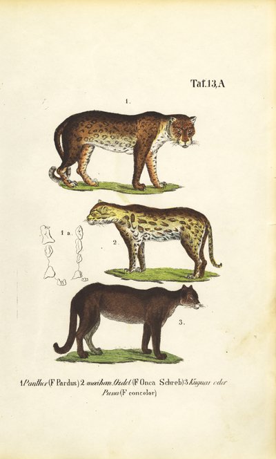  by J. W. Tenhaeff